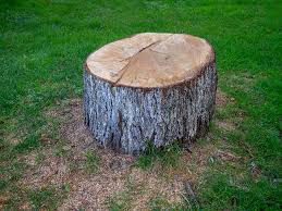 Best Arborist Consultation Services  in North Amityville, NY