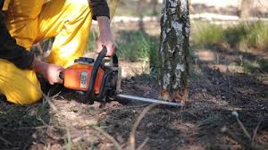 Best Stump Grinding and Removal  in North Amityville, NY