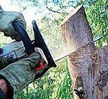 Best Emergency Tree Removal  in North Amityville, NY