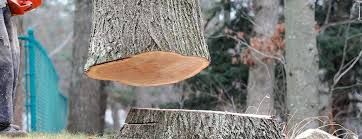 Best Fruit Tree Pruning  in North Amityville, NY