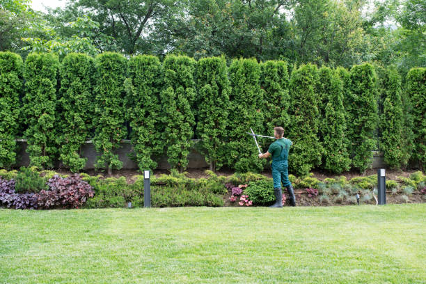 How Our Tree Care Process Works  in  North Amityville, NY