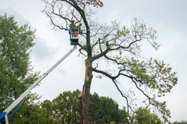 Best Root Management and Removal  in North Amityville, NY